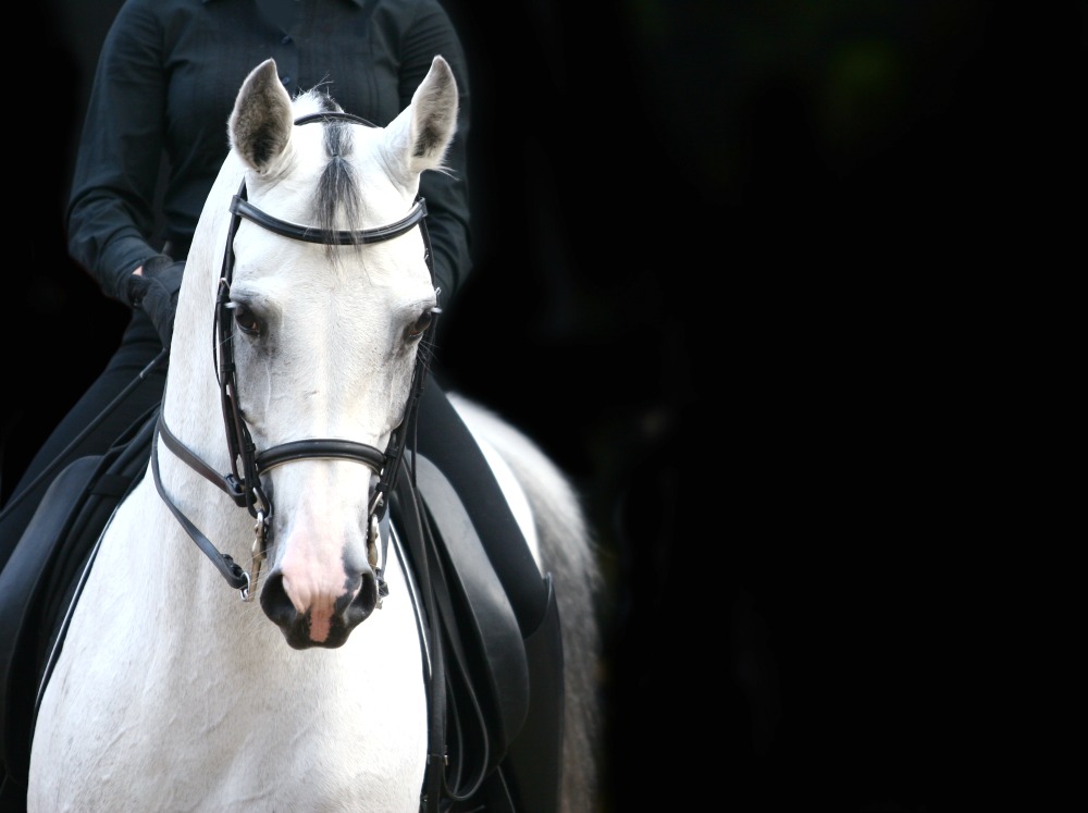 Reiten Mit Gefuhl 5 Schritte Zur Feinen Hilfegebung