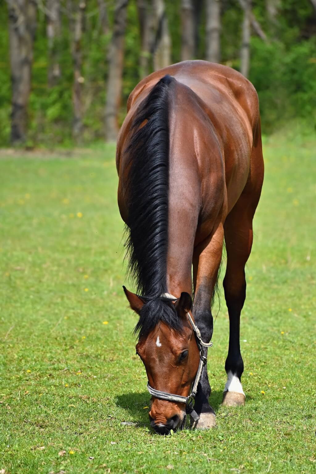 Ein braunes Pferd grast glücklich auf der Weide.