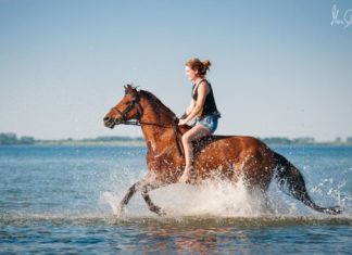 Der große Traum von eigenen Pony-Darauf musst du achten wenn du ein Pony kaufen möchtest