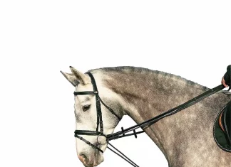 Der Schlaufzügel-Hilfszügel oder Tierquälerei?