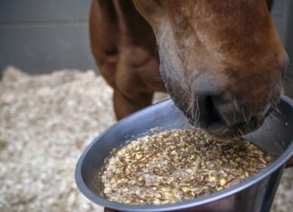 Mash-Wie gesund ist der warme Brei für Pferde?