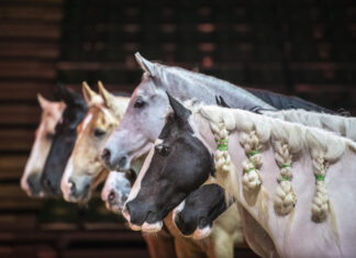 Mehr als eine Show – Die Welt von CAVALLUNA